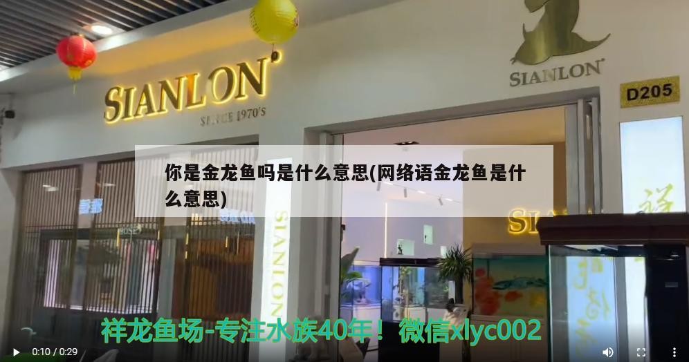 你是金龍魚(yú)嗎是什么意思(網(wǎng)絡(luò)語(yǔ)金龍魚(yú)是什么意思)