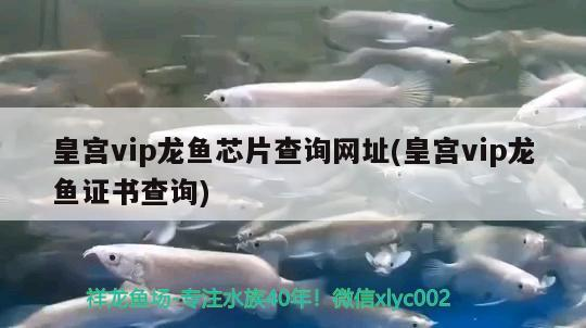 大興安嶺魚缸訂做(大興安嶺狗魚)