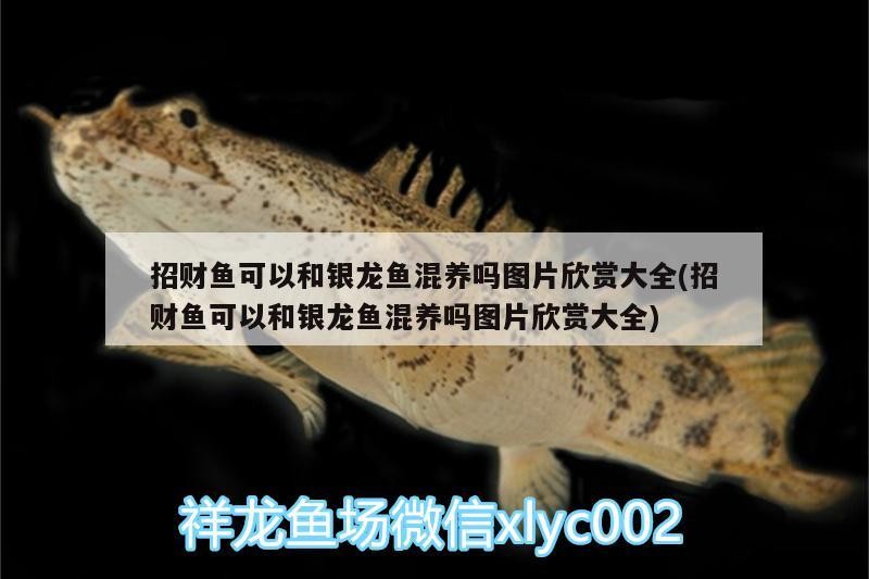招財魚可以和銀龍魚混養嗎圖片欣賞大全(招財魚可以和銀龍魚混養嗎圖片欣賞大全)