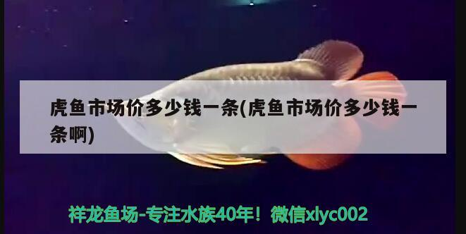 虎魚市場價多少錢一條(虎魚市場價多少錢一條啊) 虎魚市場價多少錢一條(虎魚市場價多少錢一條啊) 虎魚百科