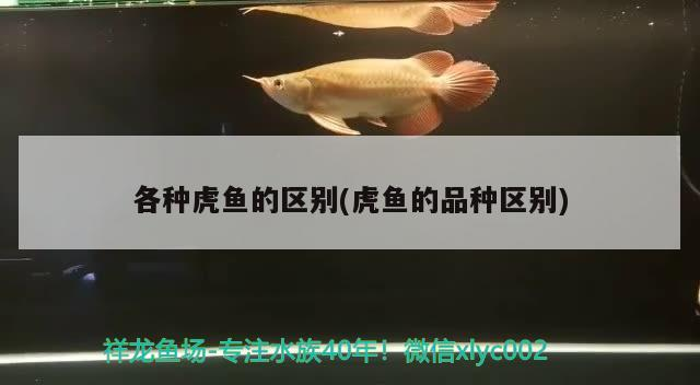 各種虎魚的區別(虎魚的品種區別)