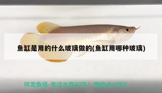 魚缸是用的什么玻璃做的(魚缸用哪種玻璃)