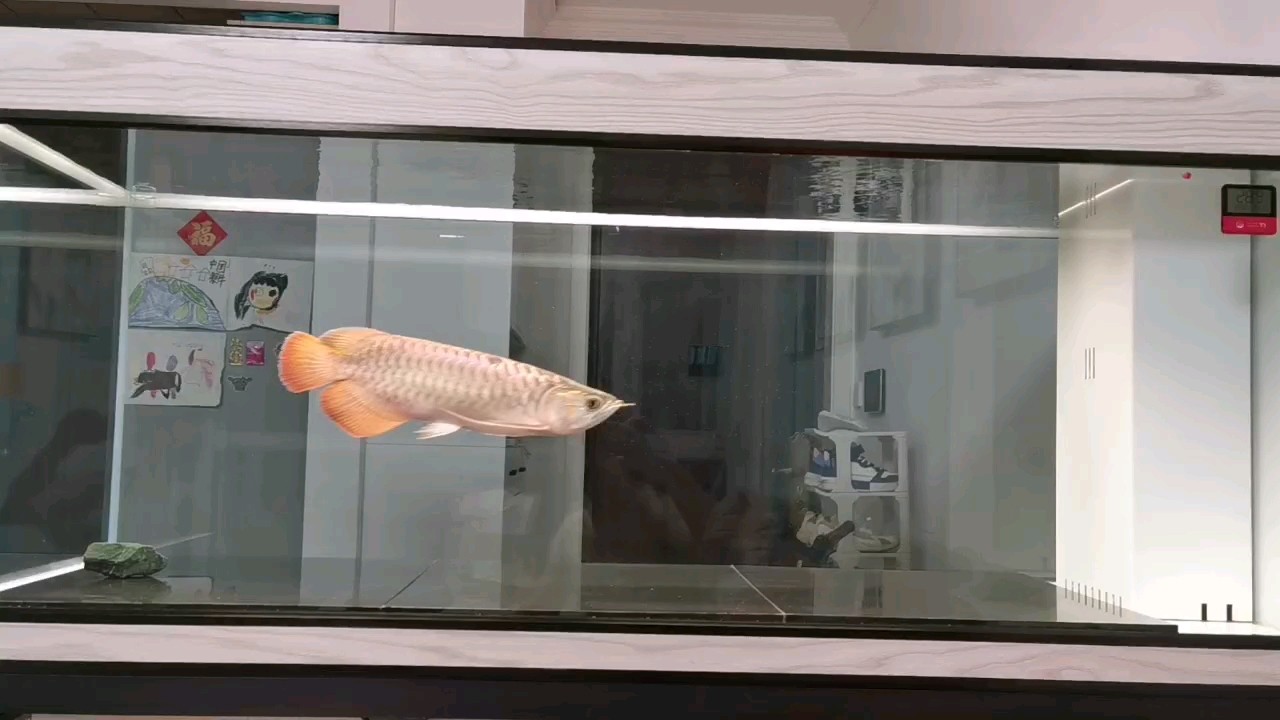 入缸一年零五個月！ 入缸一年零五個月！ 龍魚論壇