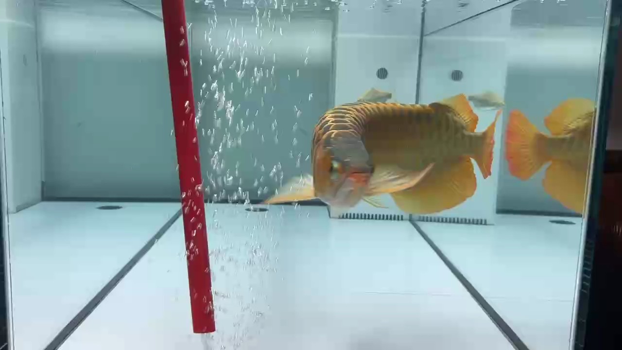 換水最快樂 換水最快樂 龍魚論壇