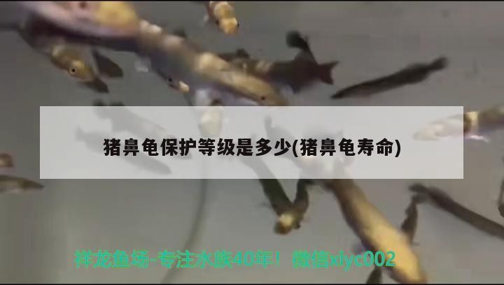 龍魚干蝦有營養嗎 豬鼻龜保護等級是多少(豬鼻龜壽命) 豬鼻龜百科 豬鼻龜保護等級是多少(豬鼻龜壽命) 豬鼻龜保護等級是多少(豬鼻龜壽命) 豬鼻龜百科