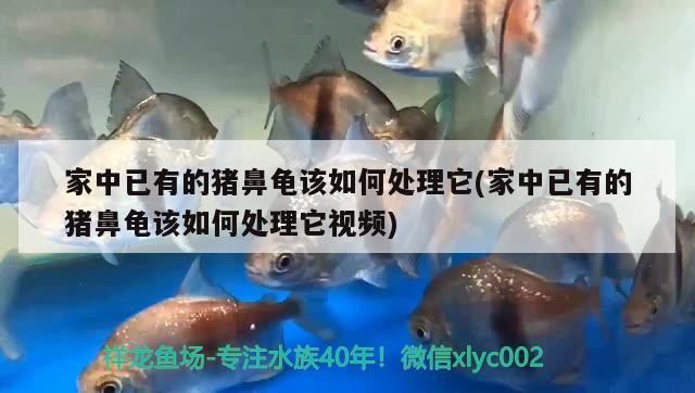 家中已有的豬鼻龜該如何處理它(家中已有的豬鼻龜該如何處理它視頻)