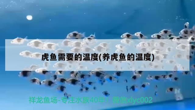 虎魚需要的溫度(養虎魚的溫度)