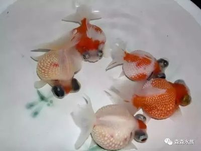 大魚缸如何消毒：大魚缸消毒方法