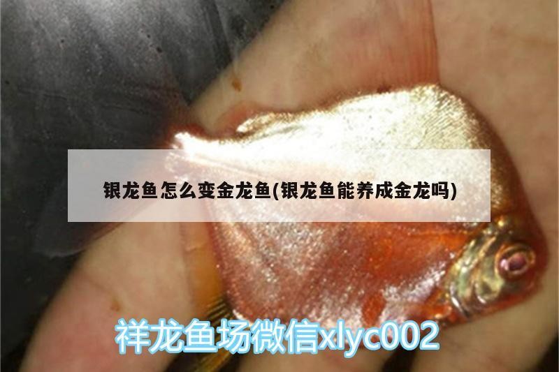 銀龍魚怎么變金龍魚(銀龍魚能養成金龍嗎)