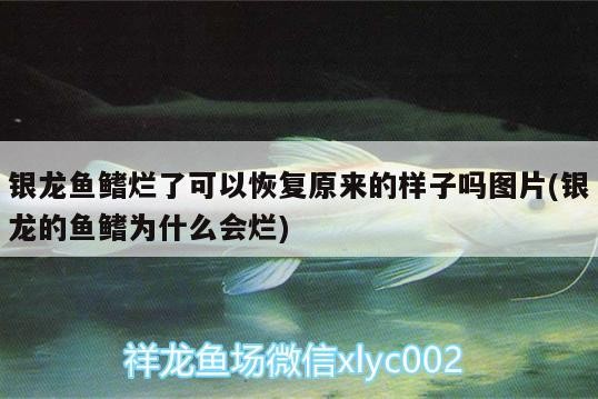 銀龍魚鰭爛了可以恢復原來的樣子嗎圖片(銀龍的魚鰭為什么會爛)