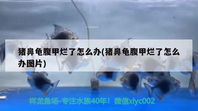 <strong><mark>永州</mark></strong>市冷水灘區森森水族專賣店（<strong><mark>永州</mark></strong>市冷水灘區森森水族專賣店電話）