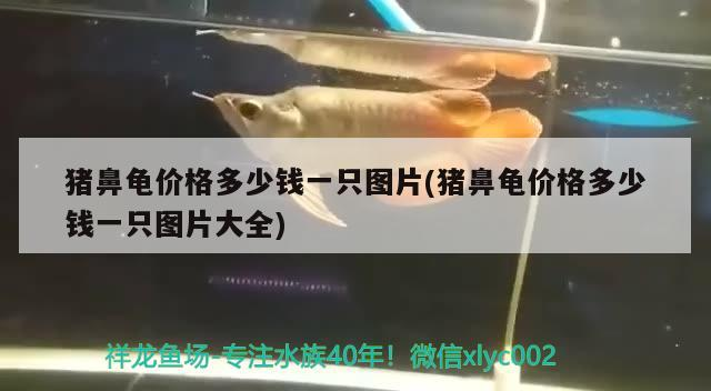 豬鼻龜價格多少錢一只圖片(豬鼻龜價格多少錢一只圖片大全) 豬鼻龜價格多少錢一只圖片(豬鼻龜價格多少錢一只圖片大全) 豬鼻龜百科