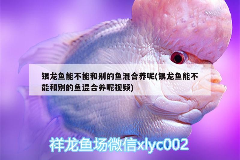 銀龍魚能不能和別的魚混合養(yǎng)呢(銀龍魚能不能和別的魚混合養(yǎng)呢視頻) 銀龍魚能不能和別的魚混合養(yǎng)呢(銀龍魚能不能和別的魚混合養(yǎng)呢視頻) 銀龍魚百科
