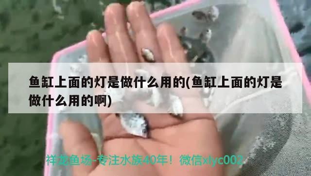 我的虎魚(yú)真菌感染了要怎么處理 魚(yú)缸上面的燈是做什么用的(魚(yú)缸上面的燈是做什么用的啊) 紅龍魚(yú)百科 魚(yú)缸上面的燈是做什么用的(魚(yú)缸上面的燈是做什么用的啊) 魚(yú)缸上面的燈是做什么用的(魚(yú)缸上面的燈是做什么用的啊) 紅龍魚(yú)百科