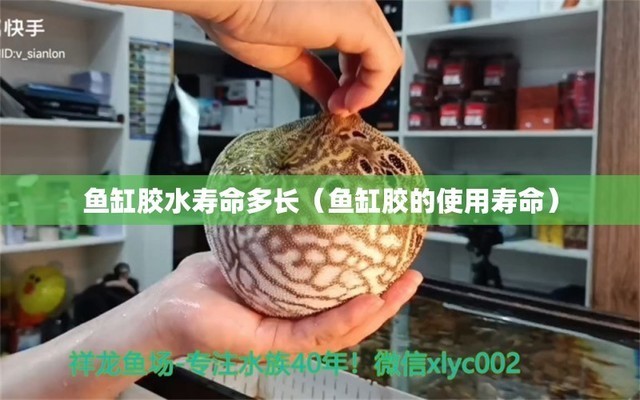 魚缸水發(fā)白發(fā)黃什么原因（魚缸水發(fā)白發(fā)黃怎么辦）