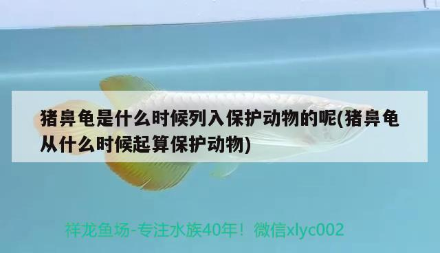 豬鼻龜是什么時候列入保護動物的呢(豬鼻龜從什么時候起算保護動物)