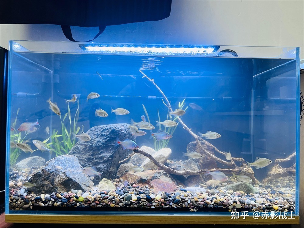 斗魚魚缸造景圖：斗魚缸造景教程和視頻 斗魚魚缸造景圖：斗魚缸造景教程和視頻 魚缸百科 第1張