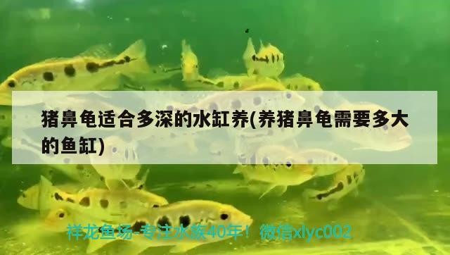 豬鼻龜適合多深的水缸養(yǎng)(養(yǎng)豬鼻龜需要多大的魚(yú)缸)