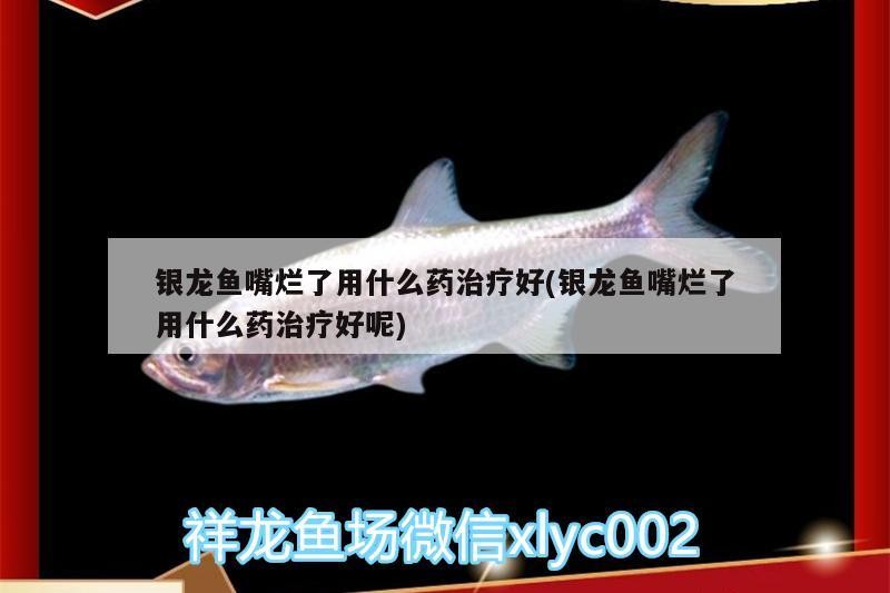 銀龍魚嘴爛了用什么藥治療好(銀龍魚嘴爛了用什么藥治療好呢)