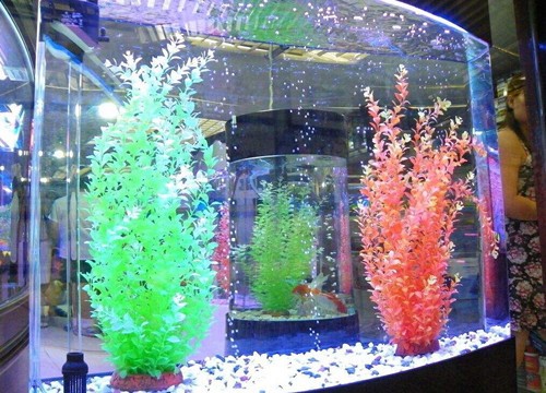 范縣新區(qū)愛上水族館（范縣新區(qū)愛上水族館電話）