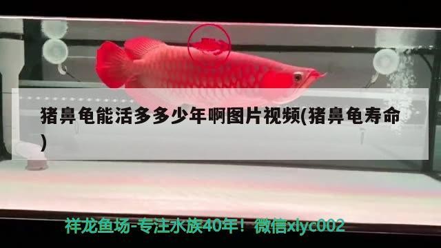 飼料 豬鼻龜能活多多少年啊圖片視頻(豬鼻龜壽命) 豬鼻龜百科 豬鼻龜能活多多少年啊圖片視頻(豬鼻龜壽命) 豬鼻龜能活多多少年啊圖片視頻(豬鼻龜壽命) 豬鼻龜百科