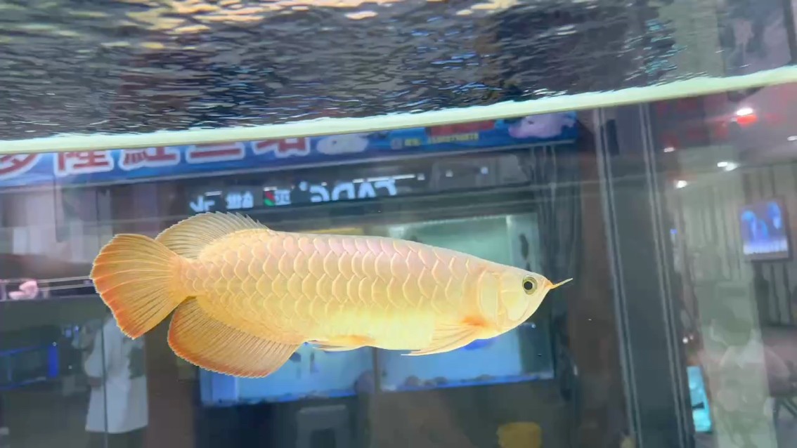 白底白燈。 白底白燈。 龍魚論壇 第1張