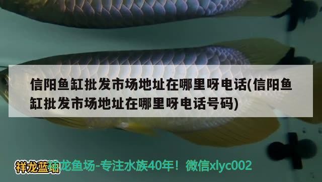 信陽魚缸批發市場地址在哪里呀電話(信陽魚缸批發市場地址在哪里呀電話號碼)