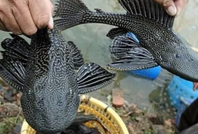 大魚缸養金魚：養金魚養金魚需要注意事項和注意事項和注意事項