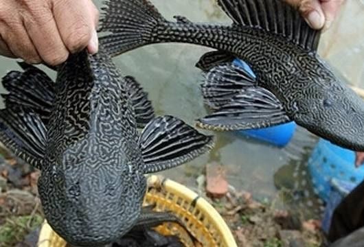 大魚缸養金魚：養金魚養金魚需要注意事項和注意事項和注意事項
