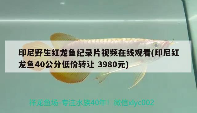 印尼野生紅龍魚紀錄片視頻在線觀看(印尼紅龍魚40公分低價轉讓3980元) 印尼野生紅龍魚紀錄片視頻在線觀看(印尼紅龍魚40公分低價轉讓3980元) 紅龍魚百科