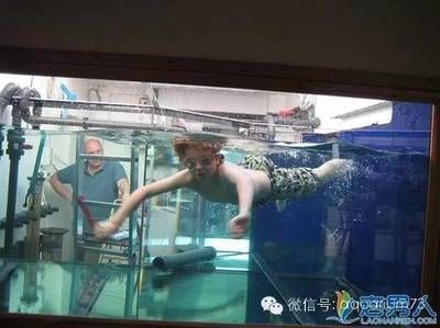 養紅龍魚需要注意什么問題：養紅龍魚時需要注意的幾個關鍵問題
