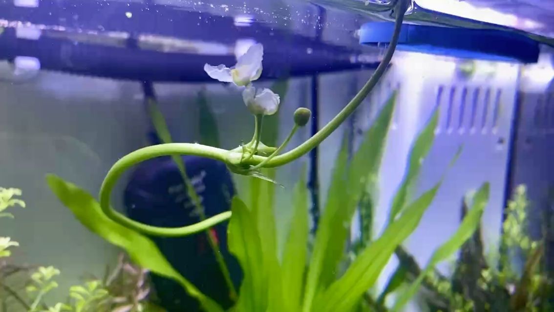 搬魚缸要注意什么問題：搬魚缸搬運注意事項，魚缸搬運注意事項