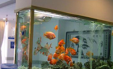 涇河新城廚衛寶臻品水族館（涇河新城廚衛寶臻品水族館電話）