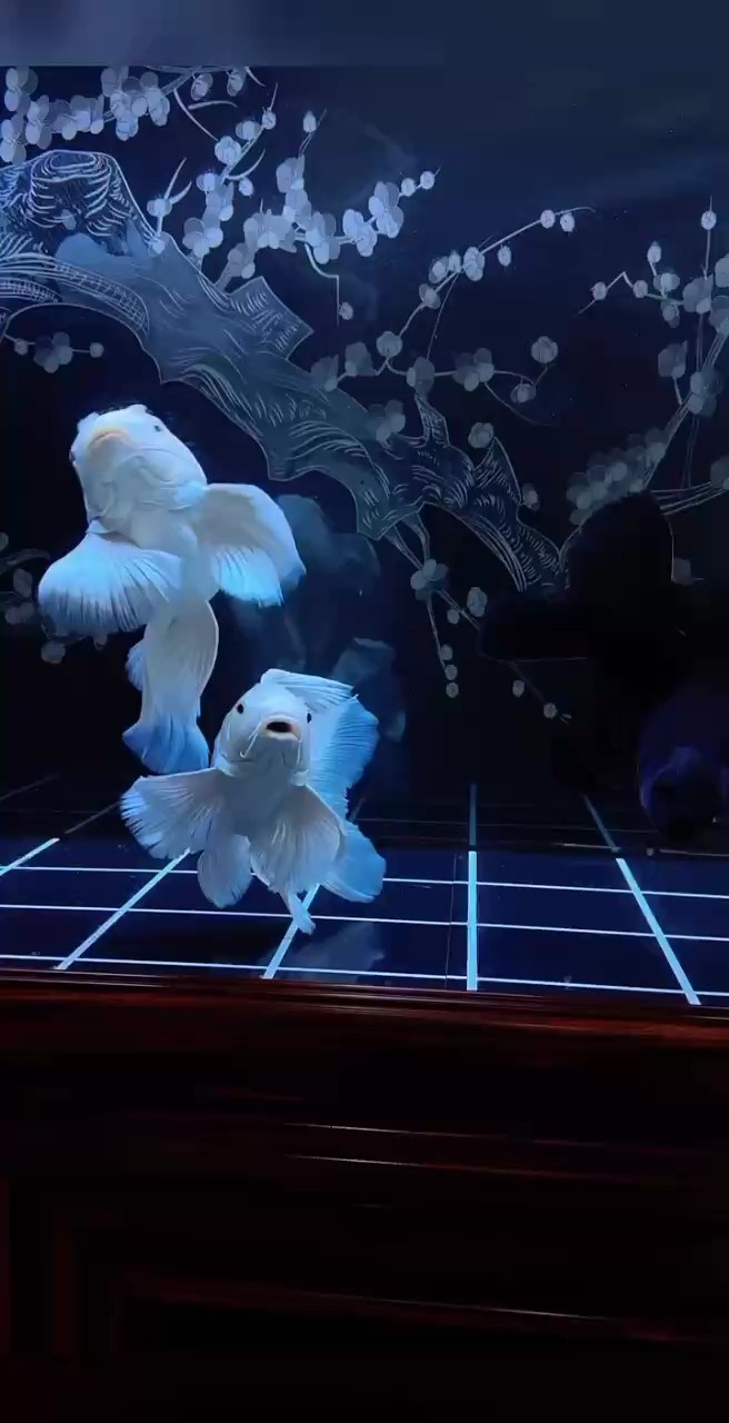陰天，適合喝茶賞魚