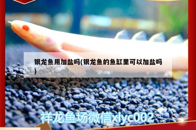 銀龍魚用加鹽嗎(銀龍魚的魚缸里可以加鹽嗎)