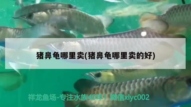 豬鼻龜哪里賣(豬鼻龜哪里賣的好)