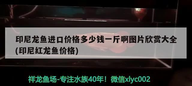 印尼龍魚進(jìn)口價(jià)格多少錢一斤啊圖片欣賞大全(印尼紅龍魚價(jià)格)