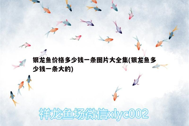 銀龍魚價(jià)格多少錢一條圖片大全集(銀龍魚多少錢一條大的)