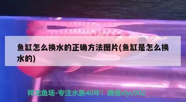 沈陽二手魚缸直賣網站電話（沈陽定制魚缸廠家都有哪些）