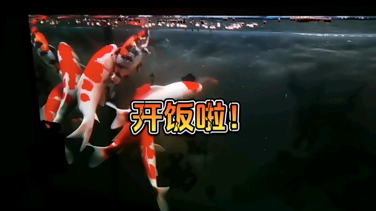 開飯啦，好運(yùn)錦鯉！