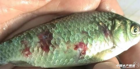 龍魚發炎用什么藥 龍魚發炎用什么藥 龍魚百科 第1張