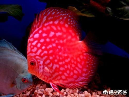 硯山縣洋魚水族魚具店（硯山縣洋魚水族魚具店地址）