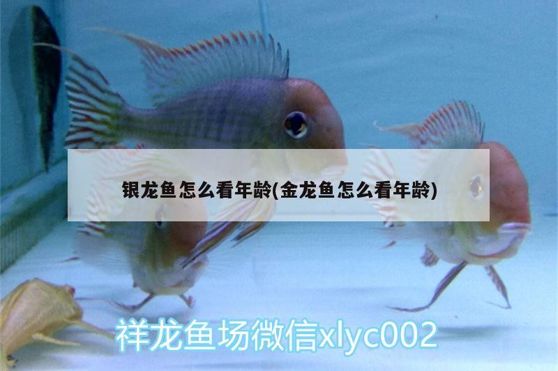 銀龍魚怎么看年齡(金龍魚怎么看年齡)