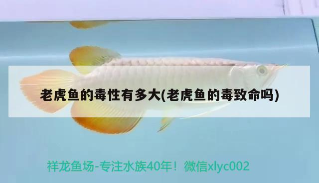 老虎魚(yú)的毒性有多大(老虎魚(yú)的毒致命嗎)