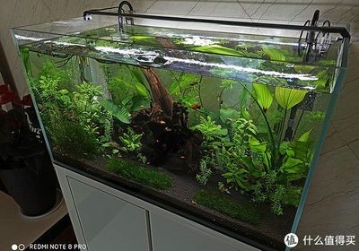 大魚缸適合造景嗎：魚缸造景的發展歷程魚缸造景的發展歷程魚缸造景技巧