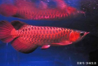 紅龍魚品種排行榜前十名：紅龍魚品種排行榜前十名是什么？