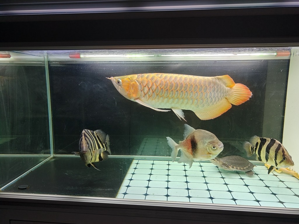 2023年9月28號（農歷八月十四）晚上9點零7分，龍魚撞缸暴斃而亡（從開始撞缸到翻肚短短十分鐘），當天下午六點回老家準備過十五，晚上九點龍魚翻肚，到了十六晚上回家才發現已經泡爛了，在樓下樹旁邊挖了個小坑土埋了。從30公分多點點開始養，共飼養2年零212天。這是最后一次拍的照片，雖有不舍但終有分離，留貼紀念