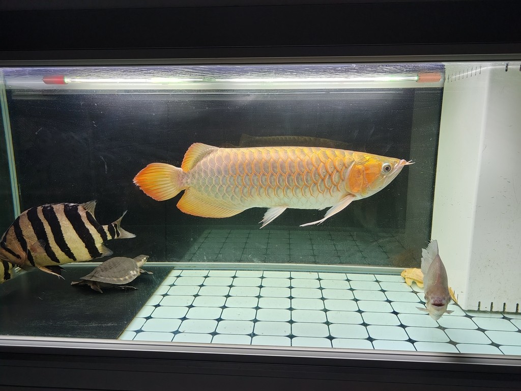 2023年9月28號（農歷八月十四）晚上9點零7分，龍魚撞缸暴斃而亡（從開始撞缸到翻肚短短十分鐘），當天下午六點回老家準備過十五，晚上九點龍魚翻肚，到了十六晚上回家才發現已經泡爛了，在樓下樹旁邊挖了個小坑土埋了。從30公分多點點開始養，共飼養2年零212天。這是最后一次拍的照片，雖有不舍但終有分離，留貼紀念