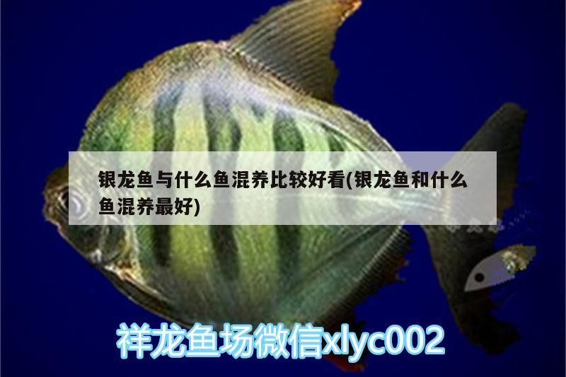 銀龍魚與什么魚混養比較好看(銀龍魚和什么魚混養最好)