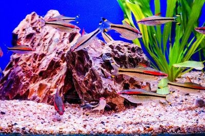 大魚缸造景怎么放進(jìn)去啊好看的：魚缸造景布局魚缸造景制作方法和步驟和要點(diǎn)和要點(diǎn) 大魚缸造景怎么放進(jìn)去啊好看的：魚缸造景布局魚缸造景制作方法和步驟和要點(diǎn)和要點(diǎn) 魚缸百科 第3張